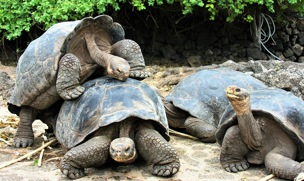 galapagos-treasure-route-c