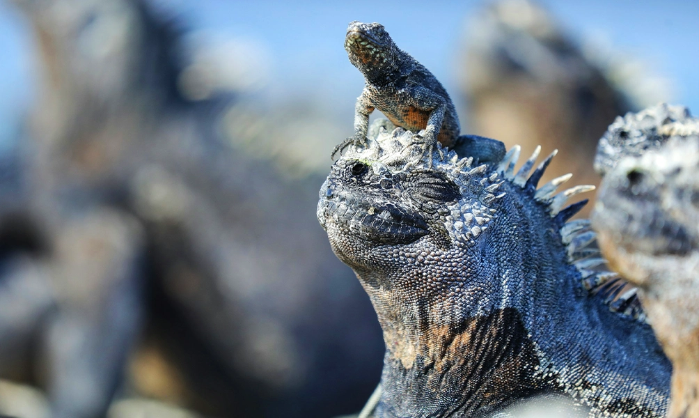 galapagos-treasure-safety