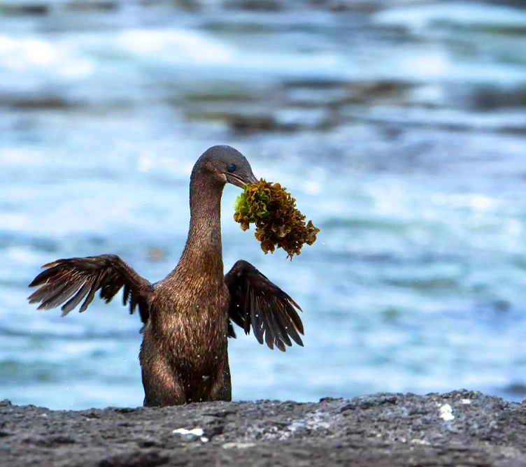 galapagos-wildlife-cruise