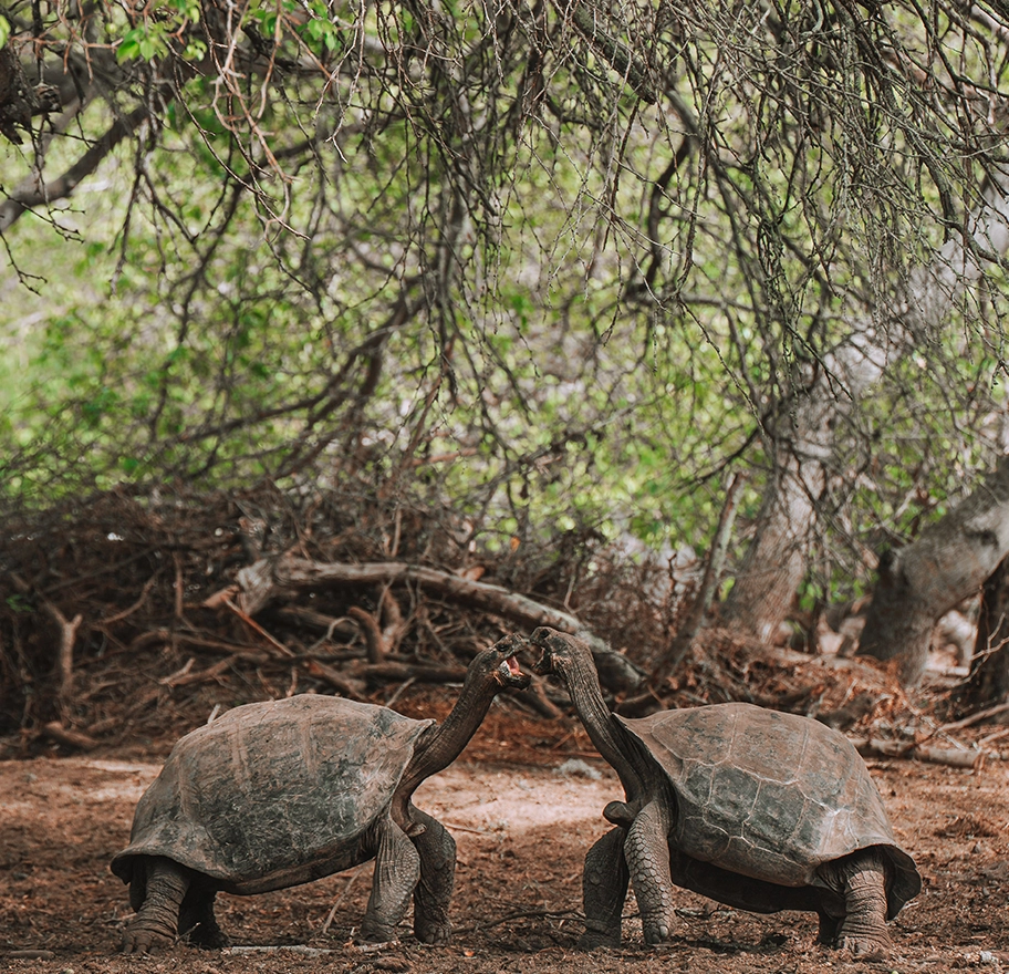 tortugas-galapagos-treasure