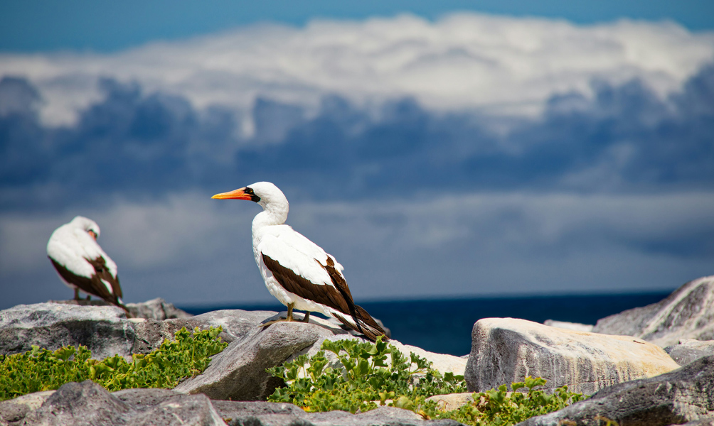 sustainability-galapagos-treasure
